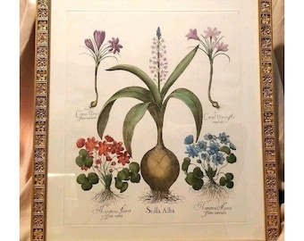 Vintage Poster Art Floral Bulbs Sea Onion Hand-colored Engraving Framed JS42