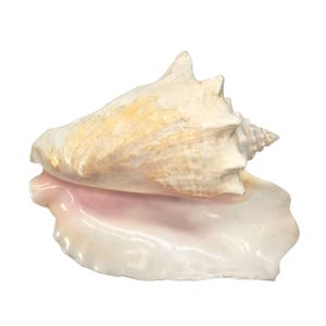 Conch Sea Shell Extra Large Vintage Natural Ocean Beauty Seashell 11&quot; JE396