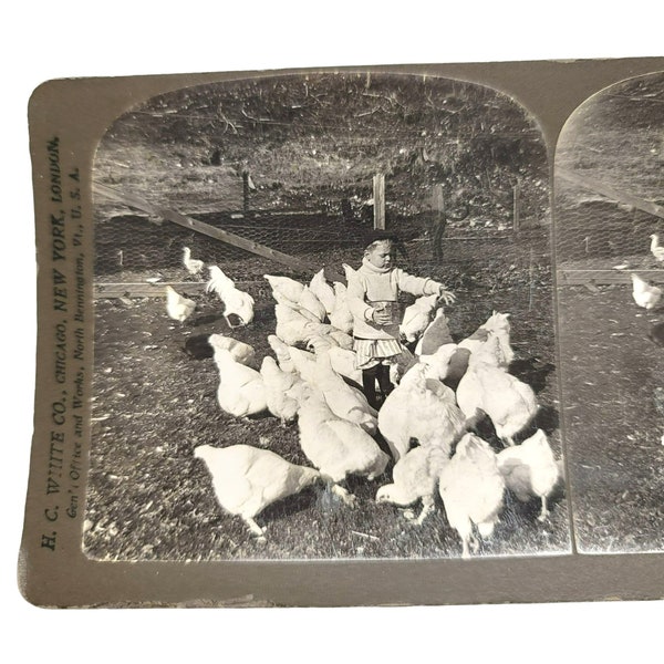 Antique Stereoscope Photo Card The Young Farmers Prize Stock Boy & Chickens 1904 LI89