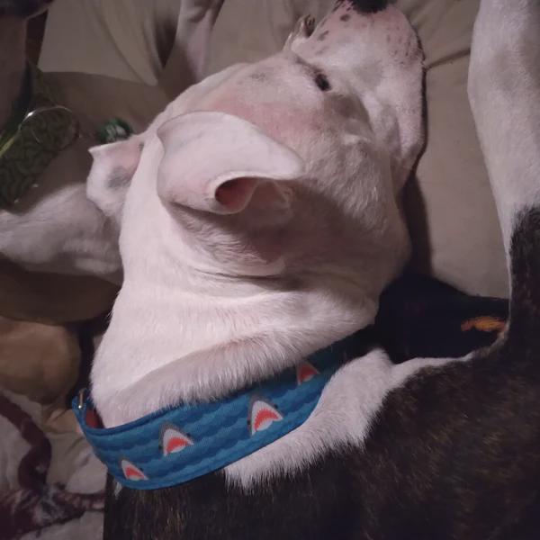 オーダー専用ページ Shark Attack CANVAS Pet Collar (martingale, Buckle, or Tag