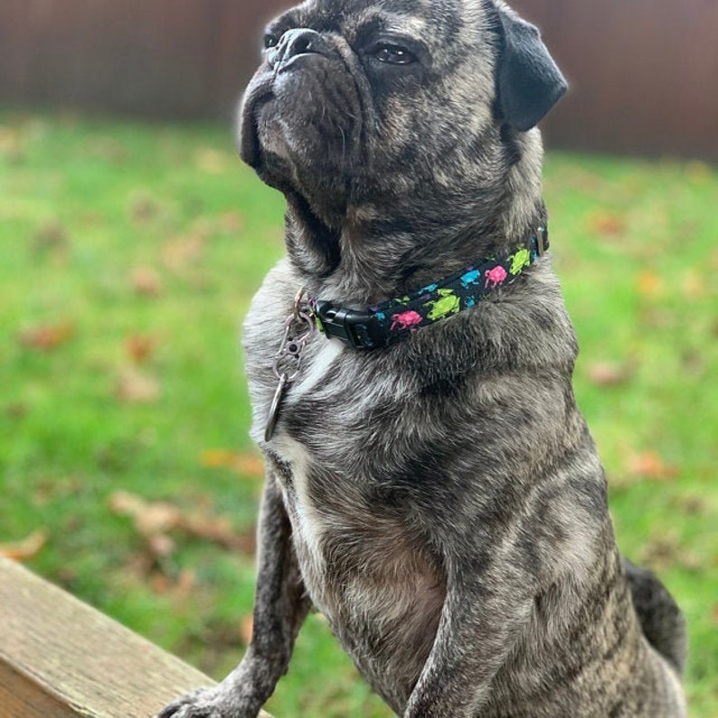 Neon Frogs CANVAS Dog Collar Martingale Buckle or Tag Etsy