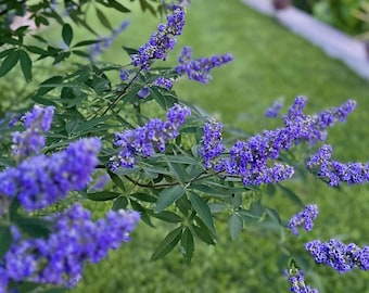 Purple Flowering Vitex, Chaste, Texas Lilac Trees or Bushes