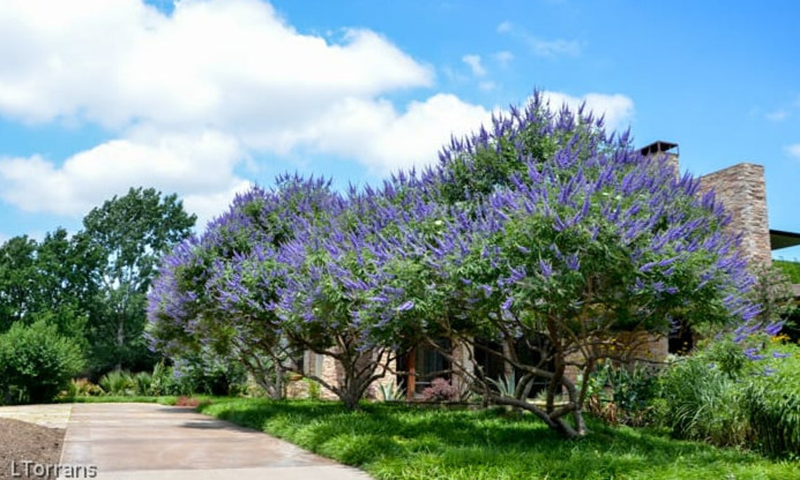 Purple Flowering Vitex Chaste Texas Lilac Trees or Bushes Etsy