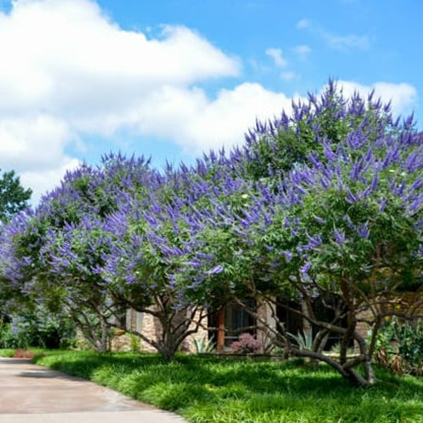 Purple Flowering Vitex, Chaste, Texas Lilac Trees or Bushes