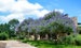 Purple Flowering Vitex, Chaste, Texas Lilac Trees or Bushes 