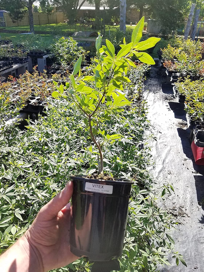 Purple Flowering Vitex Chaste Texas Lilac Trees or Bushes Etsy