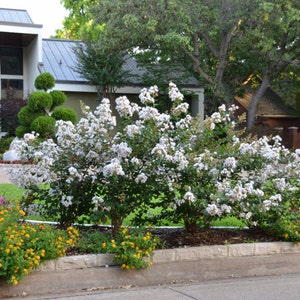 Acoma Crape Myrtle Trees - Spectacular White Blooms - Spring to Fall