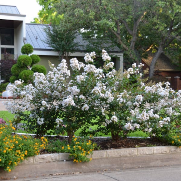 Acoma Crape Myrtle Trees - Spectacular White Blooms - Spring to Fall