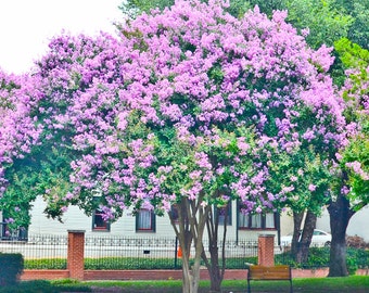 Muskogee Ornamental Crape Myrtle Trees - Spectacular Lavender Blooms - Quart Containers