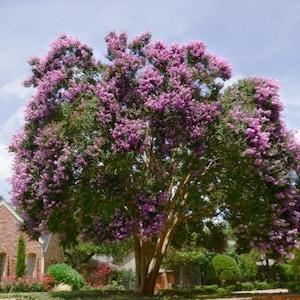 Purple Twilight Flowering Crape Myrtle Trees