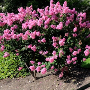 Hopi Crape Myrtle Trees - Spectacular Pink Blooms - Spring to Fall