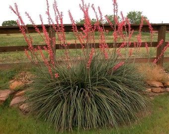 Red Yucca- Hesperaloe parviflora - Quart Containers - by Crape Myrtle Guy - Live Plants - 6-12" Tall