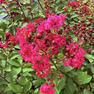 Victor Crape Myrtle Trees - Spectacular Hot Pink/Watermelon Red Blooms - Spring to Fall