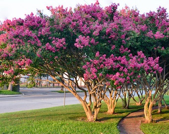Tuscarora Crape Myrtle Trees -  Spectacular Pink Blooms All Summer Long
