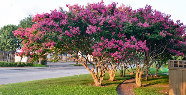 Crape Myrtle () Crape Myrtle