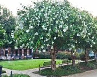 Natchez Crape Myrtle Trees - Spectacular White Blooms - Spring to Fall