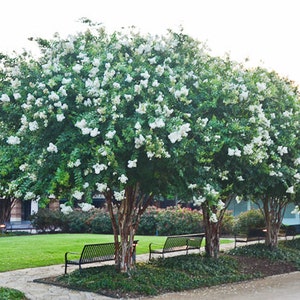 Natchez White Flowering Crape Myrtle Trees