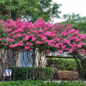 Tonto Crape Myrtle Trees - Spectacular Light Red Blooms - Spring to Fall