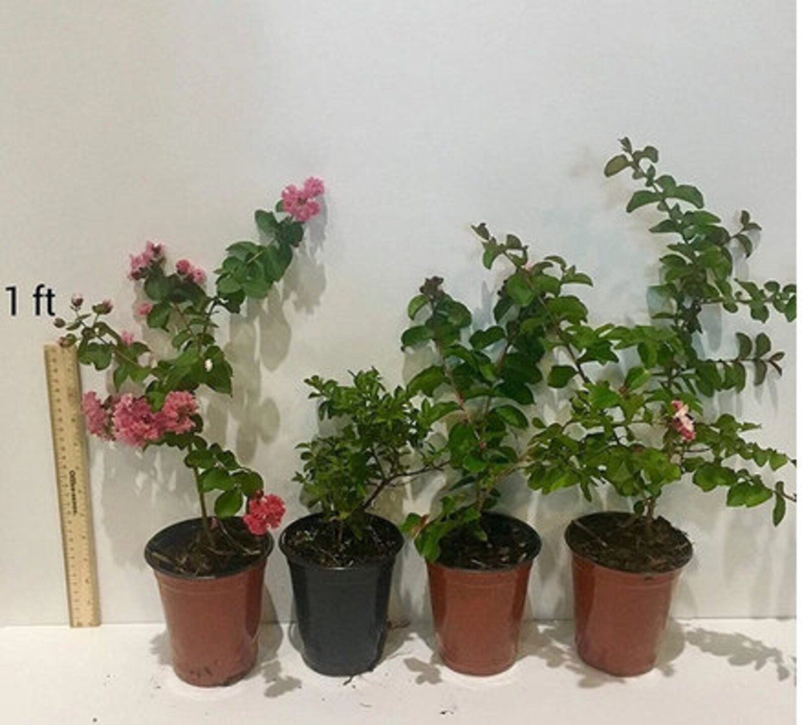 Hopi Crape Myrtle Trees - Spectacular Pink Blooms - Spring to Fall - Etsy