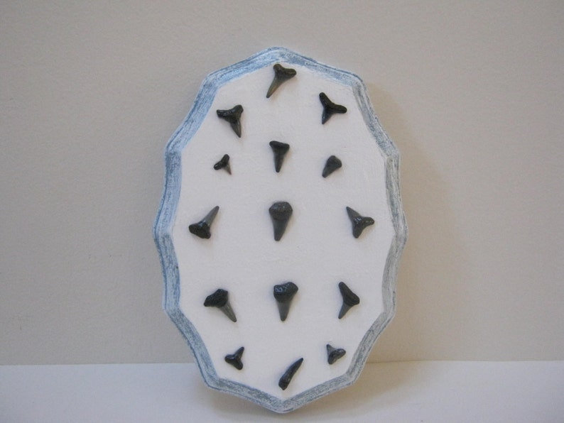 Real Shark Teeth Fossil Wall Decor Art Beach Nautical Hanging Ocean Home Gift Idea For Him