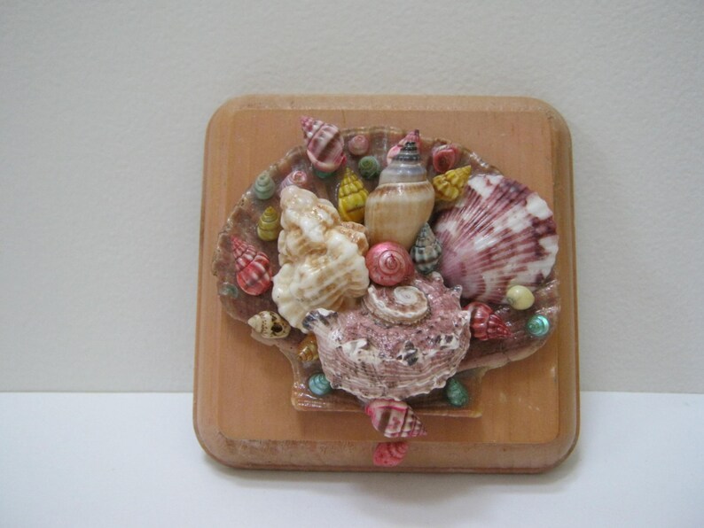 Seashell Wall Hanging Multi Color Sea Shell Wall Art Wall | Etsy