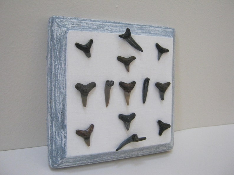 Shark Tooth Wall Hanging Teeth Decor Beach Gift Idea
