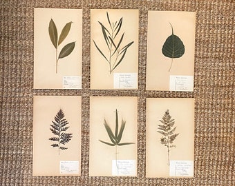 Vintage Swedish Herbarium Specimens - Group of Six #2171