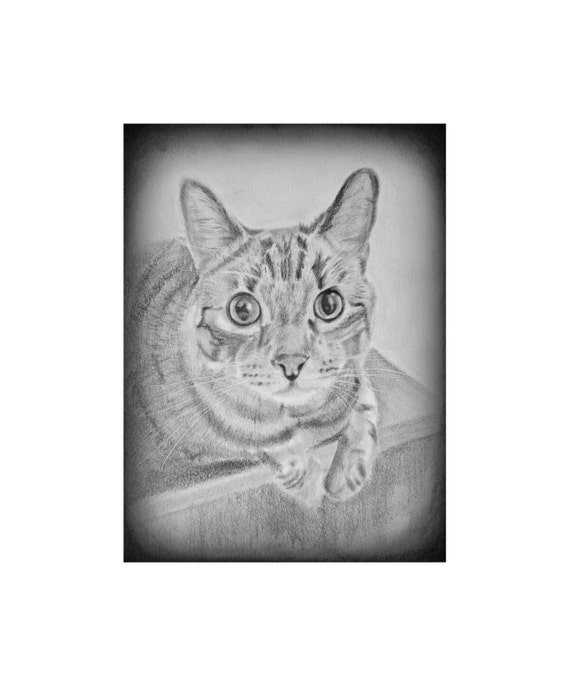 Custom Kot Portret Niestandardowe Pet Portret Kot Kochanka Prezent Ołówek Rysunek Kota Szkic Ołówkiem Kota Rysunek Niestandardowy Kot Sztuka