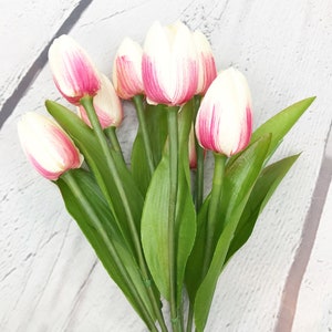 off white pink tulip