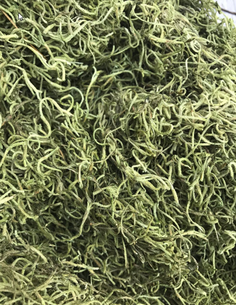 Light Green Spanish Moss Spanish MossSpanish Moss Bulk Etsy