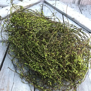 Green Twig Moss, Green angel Vine, Green Moss, Moss Bulk, Dried twig moss, Preserved twig moss, Moss for arrangments, Moss, Keleas, Kelea