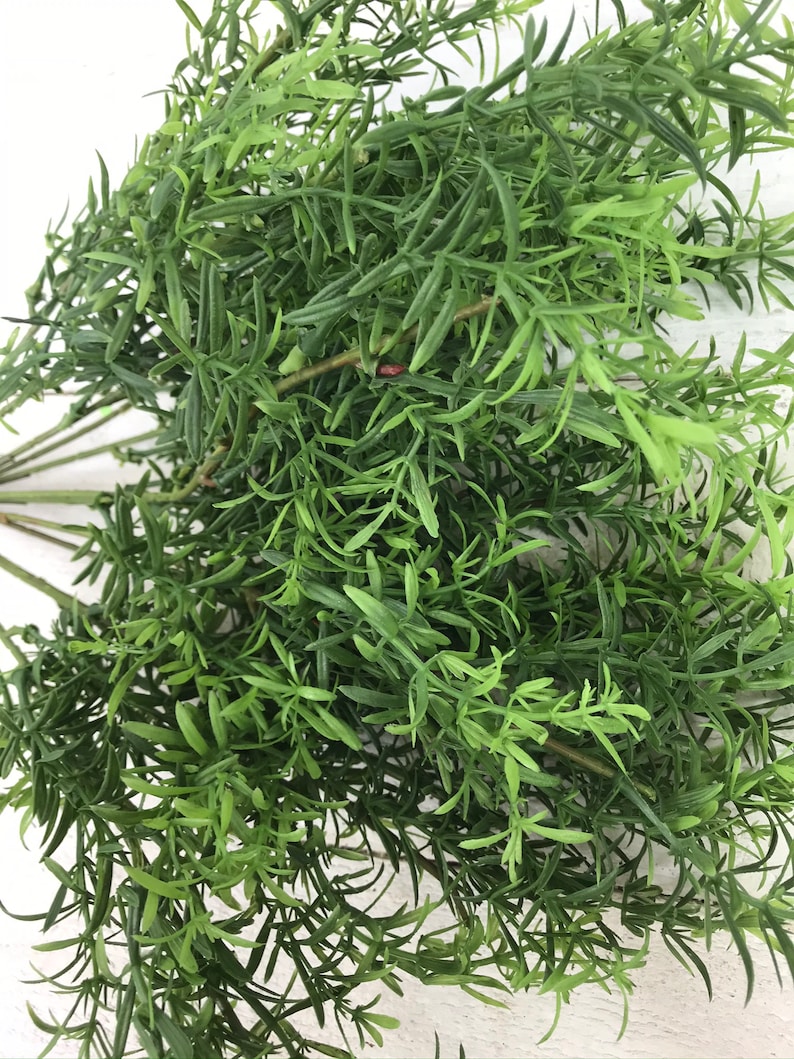 Rosemary Bush Greenery Winter Rosemary Greenery Bush Etsy