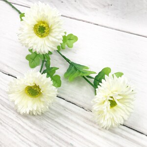 Cream Gerber Daisy Bush, Daisy Bush flower, Daisy flowers for wreaths, Cream Flowers, Spring Flowers, Keleas , Keleas Flowers