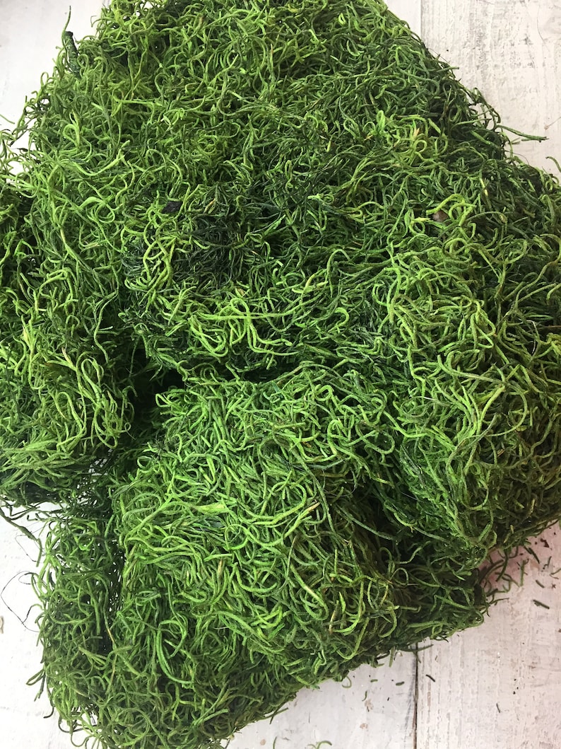 Dark Green Spanish Mossspanish Mossspanish Moss Bulk Dried Etsy