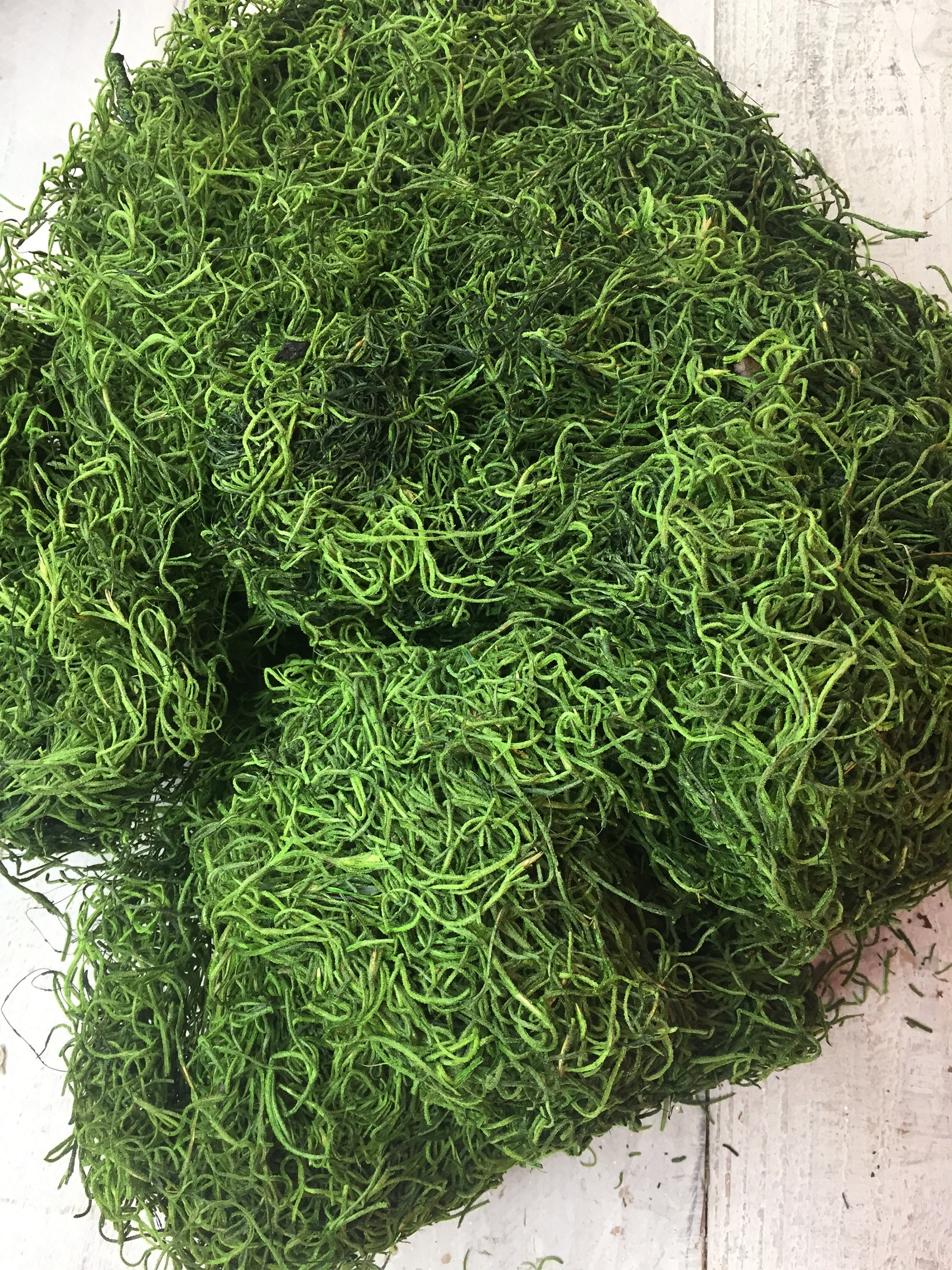 Dark Green Spanish Mossspanish Mossspanish Moss Bulk Dried Etsy