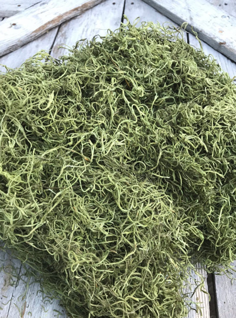 Light Green Spanish Moss Spanish MossSpanish Moss Bulk Etsy