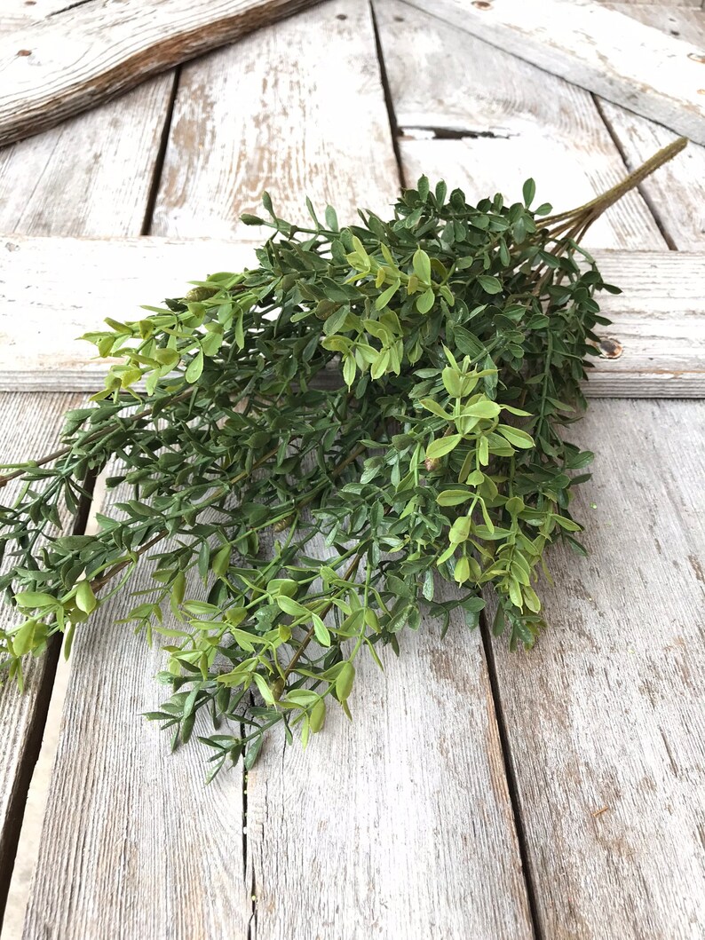 New England Boxwood Bush , Boxwood Bush, greenery Bush, greenery and floral, greenery decor, Keleas, keleas greenery image 1