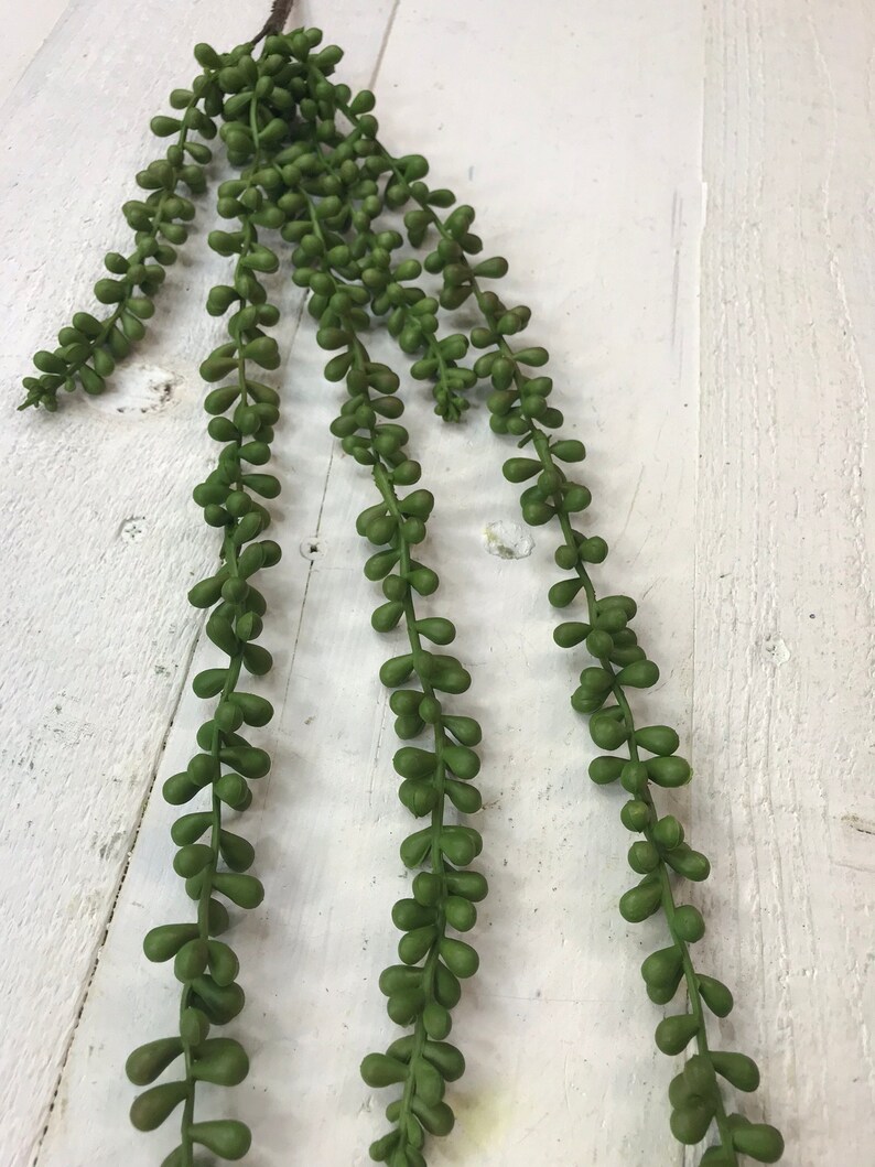 String of Pearls Succulent Succulents Succulent stems Etsy