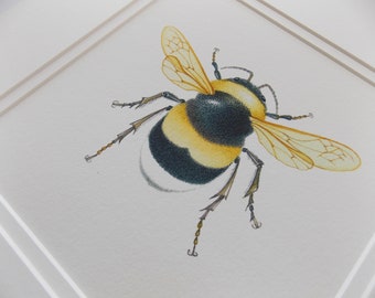 White Tailed Bumble Bee - Giclee Print - Home Decor - Nature Art - Bee Designs