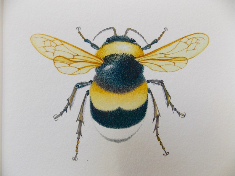 White Tailed Bumble Bee Giclee Print Home Decor Nature Art Bee Designs ...