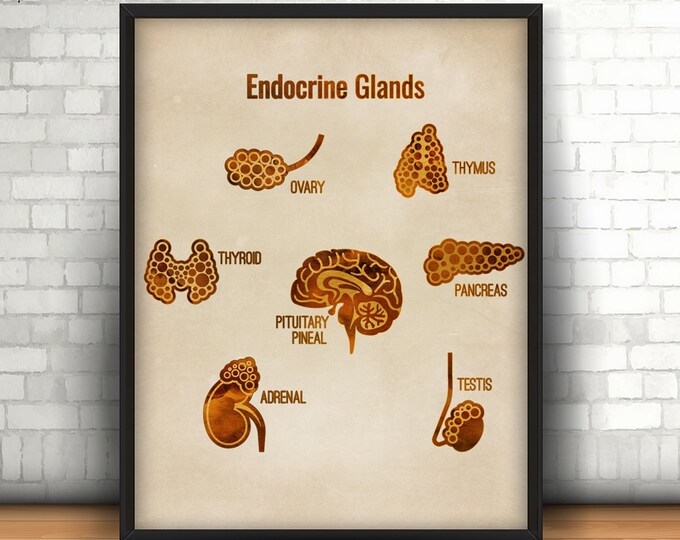 Endocrine Glands, Medical Poster, Thyroid Endocrine System, Science Art, Clinic Decor, Endocrinology Print