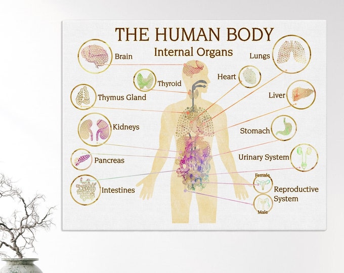 Human Organs Poster, Medical Wall Art, Medical Chart, Doctor Office Décor, Human Body Art Doctor Graduation Gift