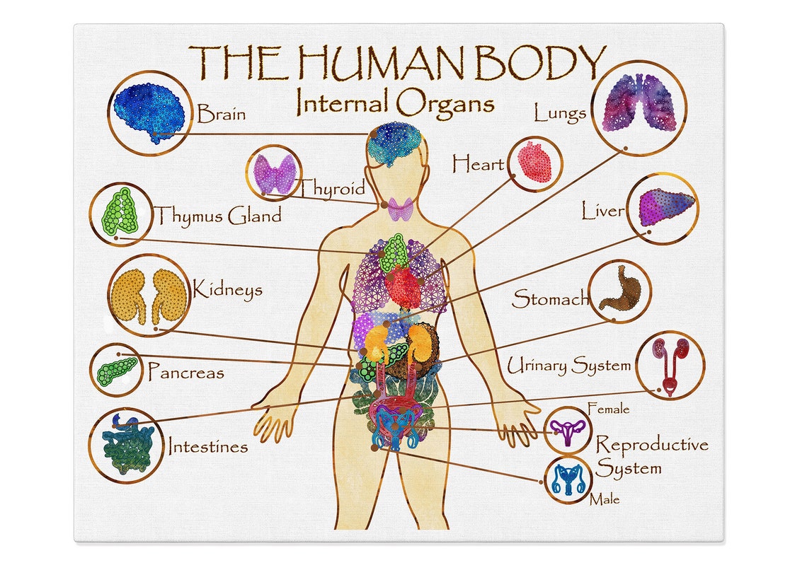 Human Body Organ Anatomy Posters