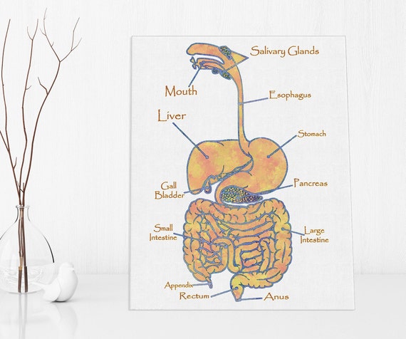 Digestive Tract Print, Anatomy Art Print, Digestive System, Canvas Wall Art, Watercolor Floral, Gastrointestinal Art, Medical Student Gift