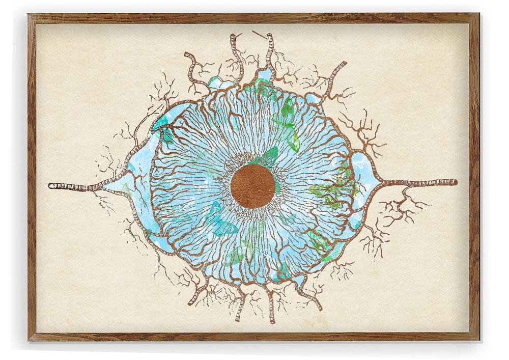 Medical Print Human Eye Illustration Anatomy Art Optometrist