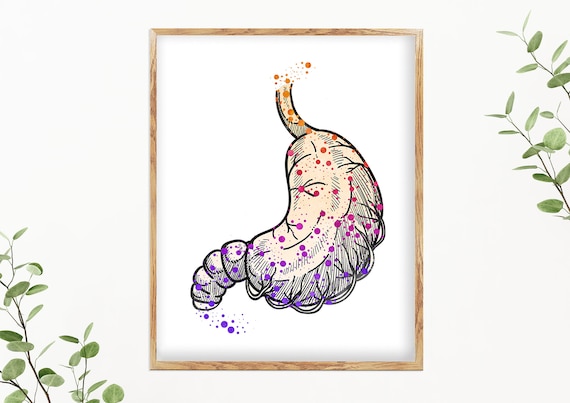 Stomach Art Stomach Wall Art Medicine Canvas Doctor Office - Etsy