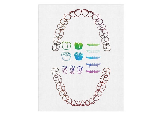 Teeth Diagram, Dentistry Student, Graduation Gift, Watercolor Print, Tooth Anatomical Art, Dental Office Decor, Dentist Gift, Dentist Clinic