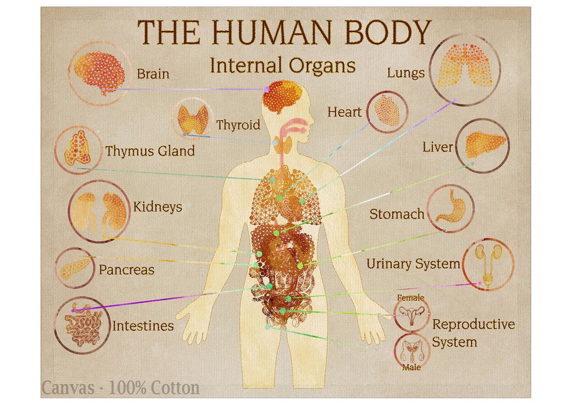 Human Organs Poster Medical Wall Art Medical Chart Doctor Etsy