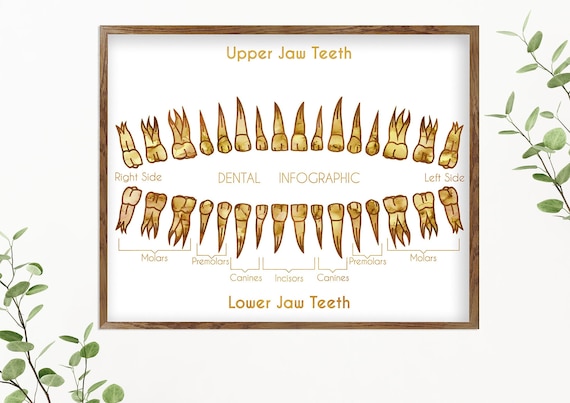 Human Teeth, Medical Wall Art, Teeth Row Print, Medical Student Gift, Anatomy Poster, Dental Clinic Décor