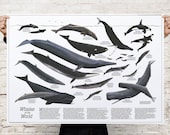 Great Whales of the World (1976) Premium Poster